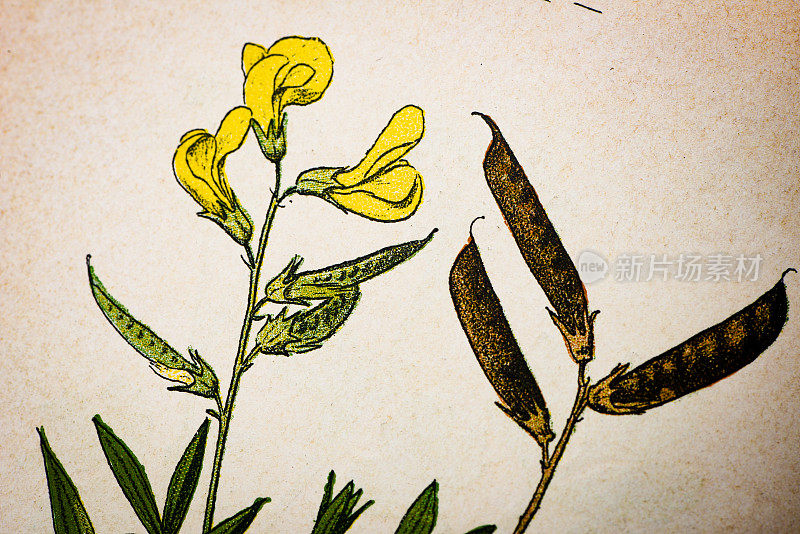 古董植物学插图:野生长青豌豆，Lathyrus pratensis